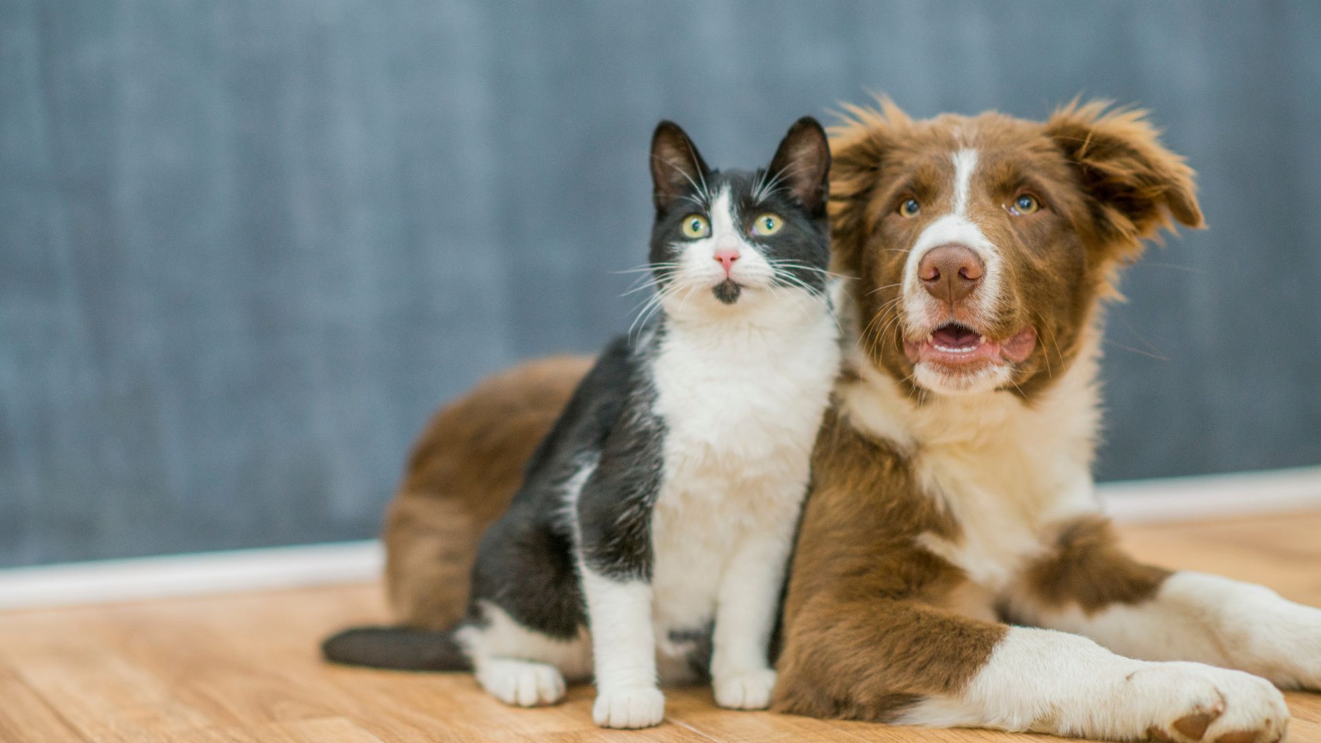 bg_dogcat (2) bg_dogcat (2)